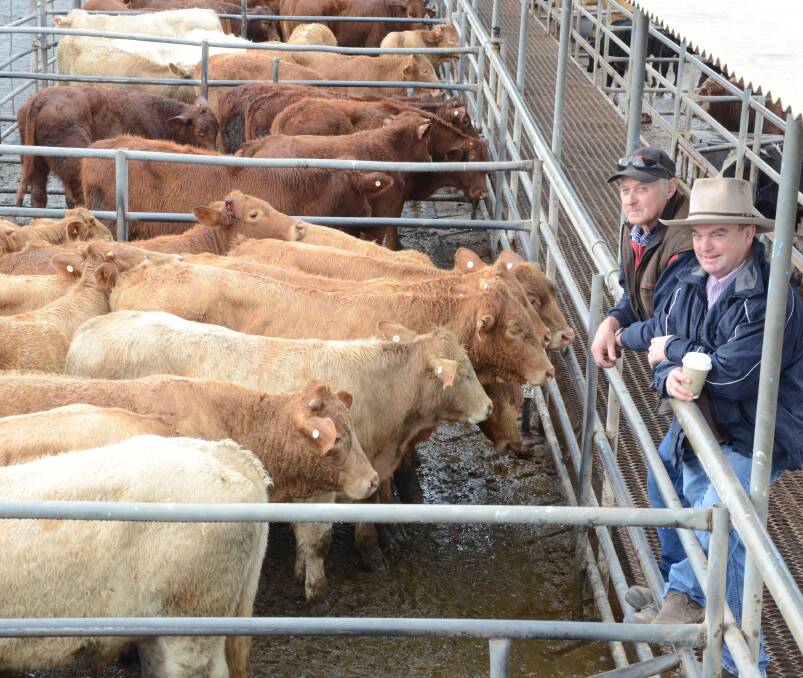 "Omeo" manager Dick Norris, Goolma, and agent Adam Baker inspect Merrendee Station steers which topped at $1105 at Dubbo. Full report p86.