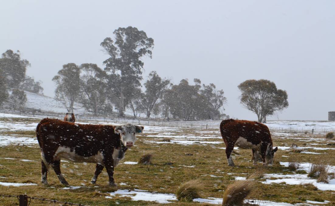 It was a chilly start to spring this week with snow in some districts. This photo was taken at Adaminaby during the snow fall. Photo: John Ellicott