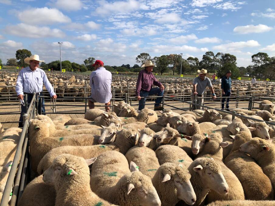 Buyers keeping their distance during the Corowa prime sheep and lamb sale on Monday. Photo: Corowa Association Stock Agents