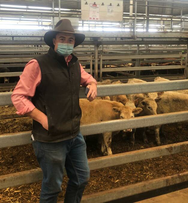 Elders agent Brett Shea with 11 Charolais steers sold by R and R O'Keefe, Bruarong, for $1160 (449c/kg) at Wodonga store sale last Thursday. Photo: Northern Victoria Livestock Exchange