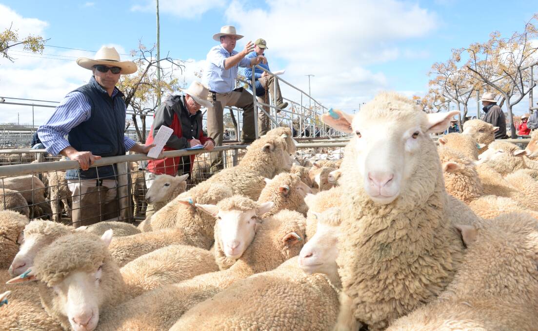 Action at the Dubbo prime sheep sale on Monday.