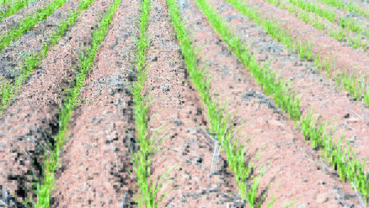 Grain Wrap | Dry June forces a correction
