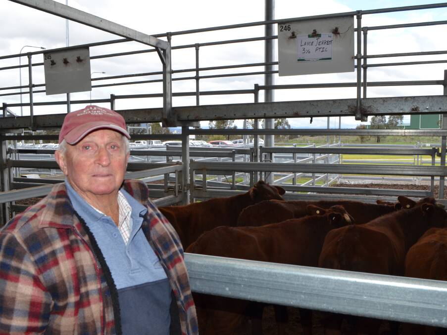 Lance Jerrett, "Ellera", Enmore via Uralla, sold 15 Santa Gertrudis heifers and cows at the Tamworth store cattle sale last Friday.