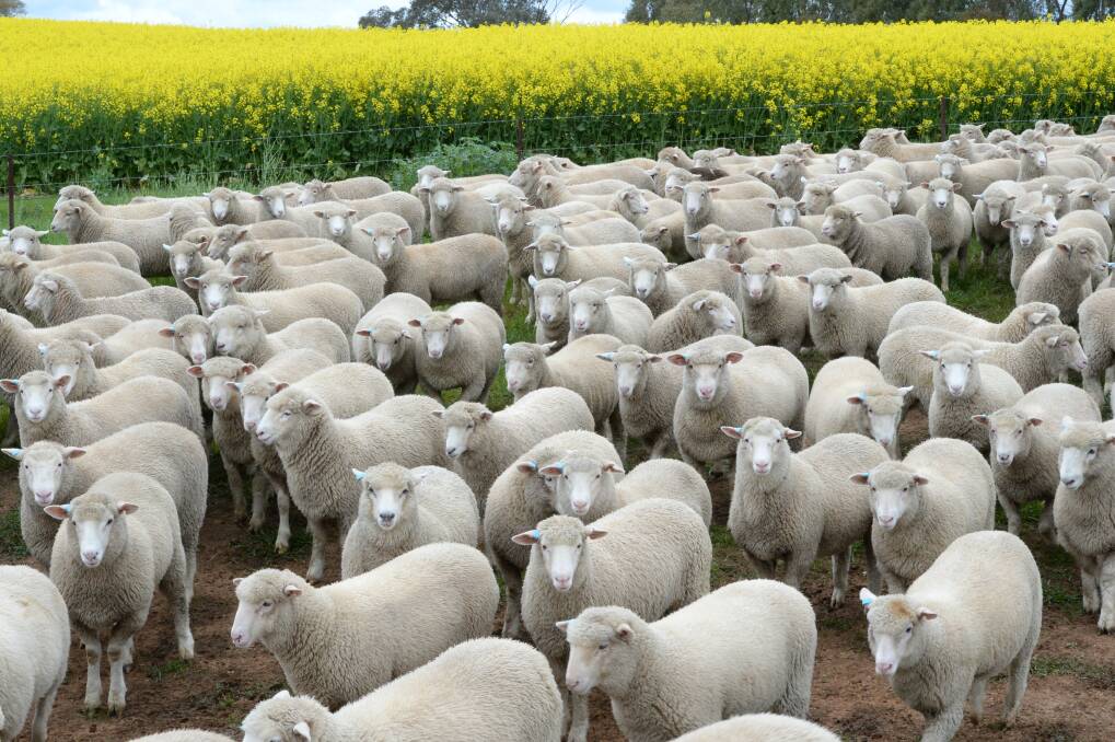 Volatility hits lamb market