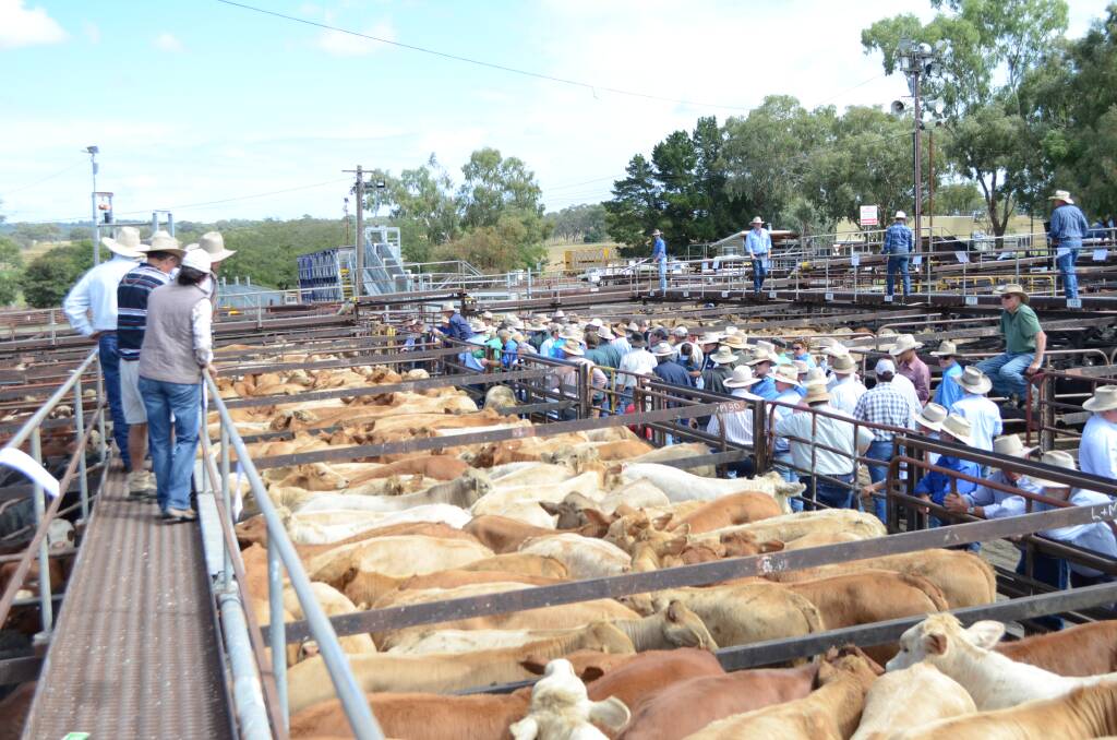 Auction action during the Inverell weaner sales earlier this year at Inverell Regional Livestock Exchange.