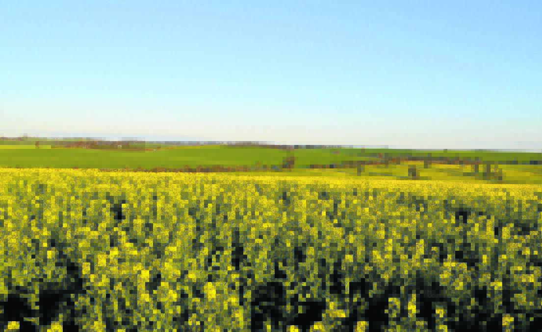 NSW canola prices were sharply higher following reports that production will be hit hard by recent frost damage. 