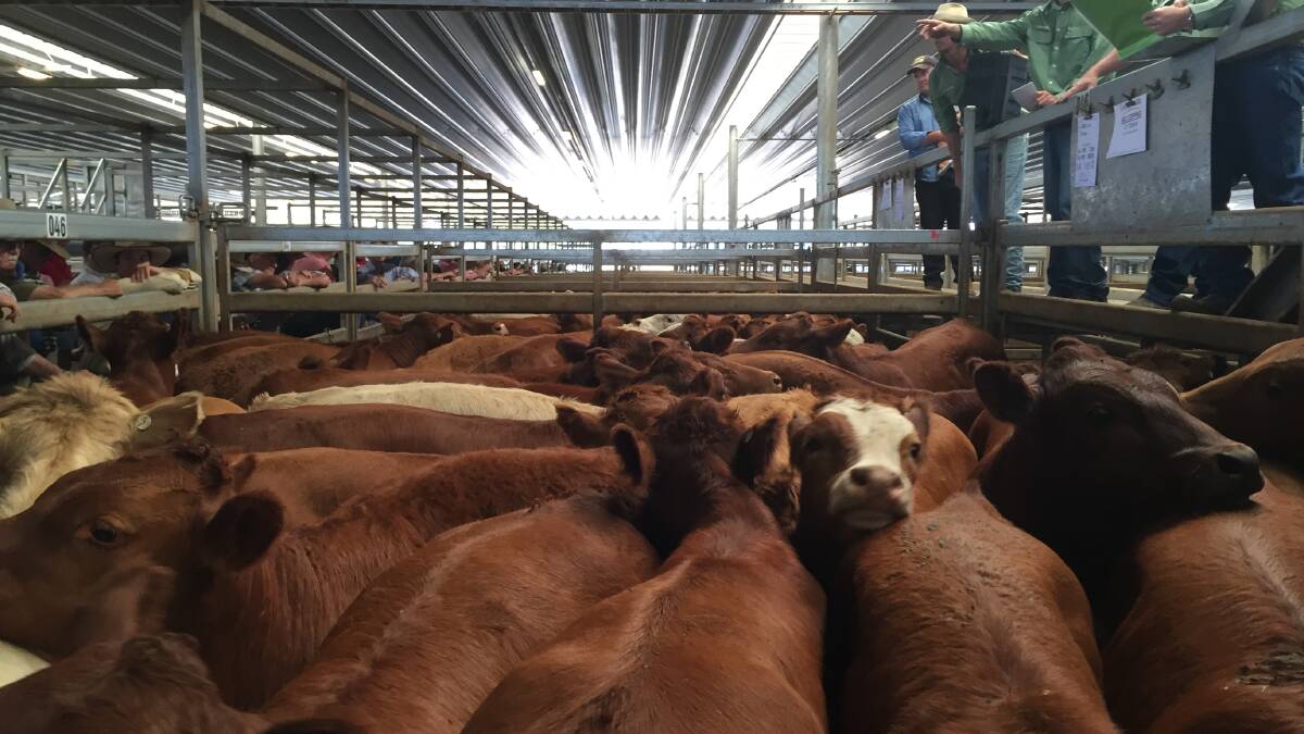 Steers in demand at Carcoar | Video