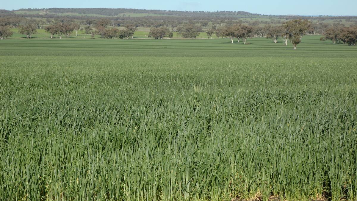 Grain Wrap | Farmers finally get back onto paddocks