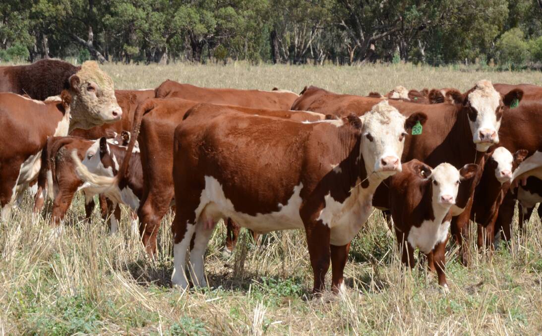 Commercial Hereford herds are being sought to take part in a large-scale progeny test project. The project is being co-funded by Meat and Livestock Australia Donor Company under the Beef Information Nucleus program.