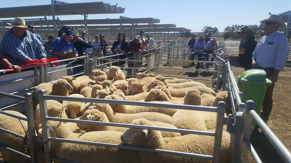 The champion pen of lambs at the Tamworth sale sold for $300 a head and were offered by Clive Barton, Barton Partnership, Garoo. Photo: Michelle Mawhinney