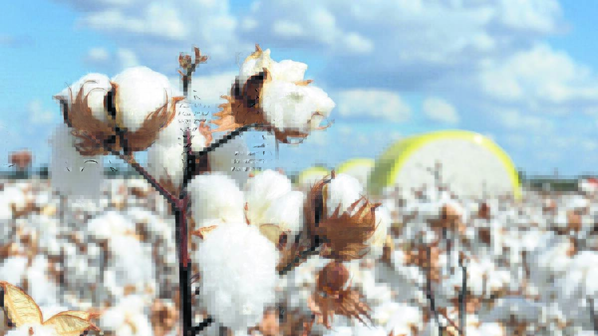 Global Perspective | Happy new year, ICE cotton hits US80c/lb