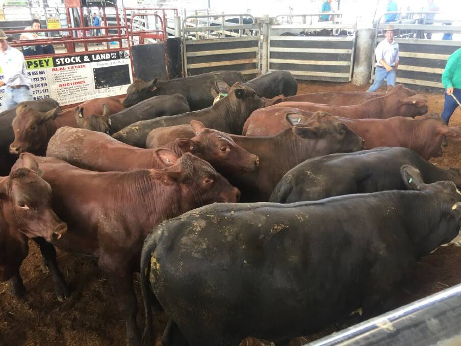 Quality was impressive at last Thursday's Kempsey sale where the yarding was one of the biggest ever recorded. It included this beefy pen of Bos Indicus-cross steers.