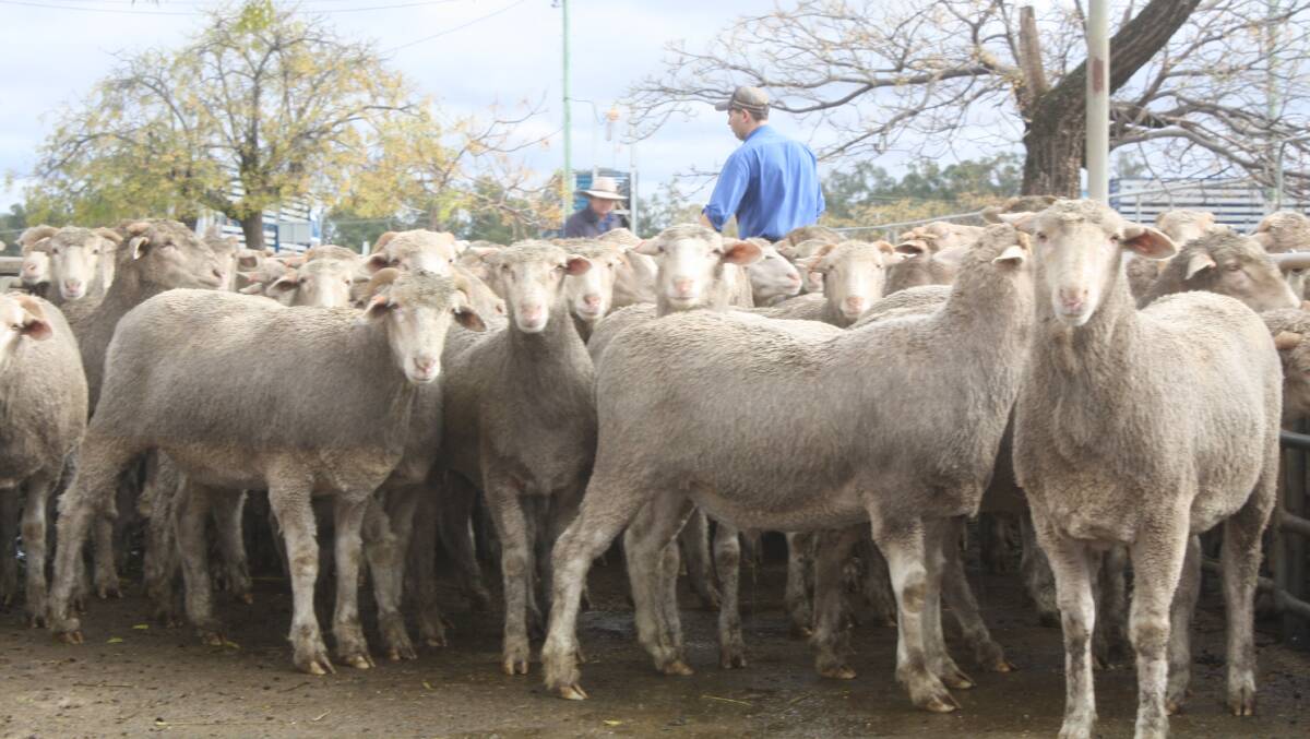 Merino lambs sold to a top of $277.50 a head at Dubbo prime lamb sale on Monday. Photo by Rebecca Sharpe.