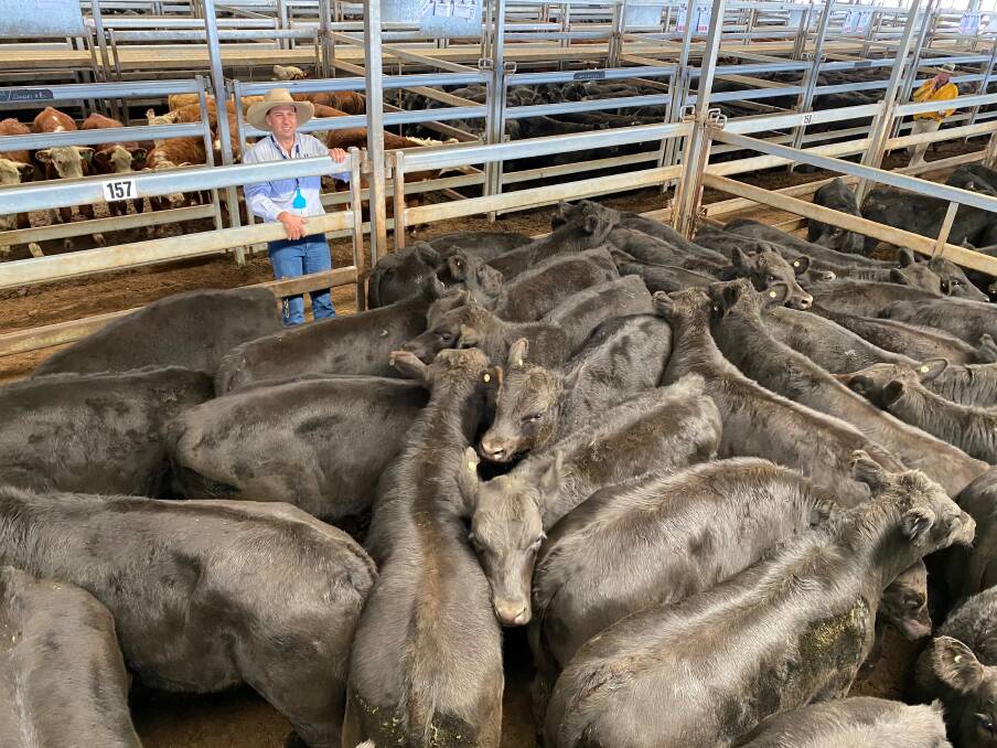 JJ Dresser and Company agent Taylor Meek checks over a pen of weaner steers offered during last Friday's CTLX Carcoar weaner sale. Social distance protocols were enforced during the sale and only signed in, nominated buyers were allowed onto the CTLX site.