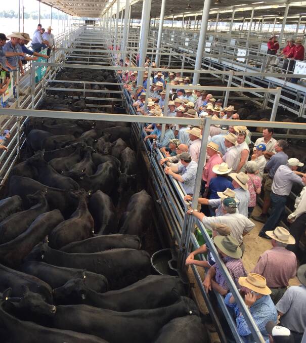 Sizzling summer cattle sales
