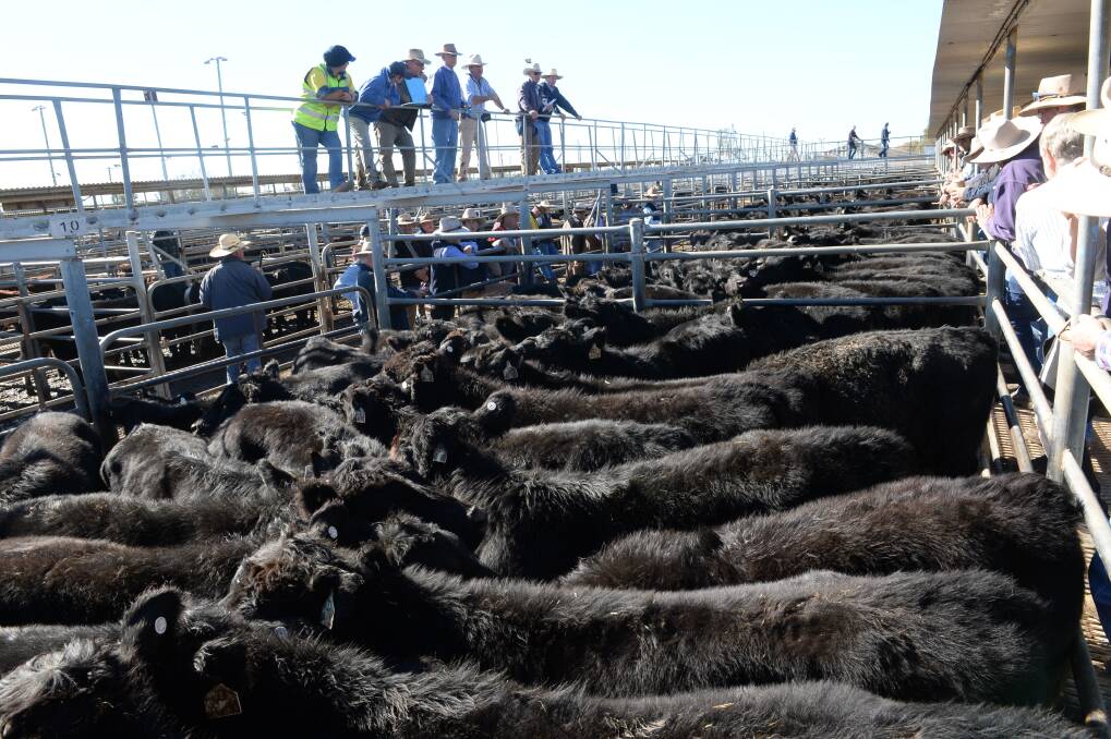 Numbers may have been back a bit but quality was in demand at Dubbo last Friday when weaner steers topped at $1110 and heifers to $965. A pen of PTIC Angus cows made to $1200 while cows with calves topped at $1575.