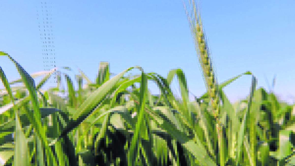 Grain Wrap | Frosted wheat may recover
