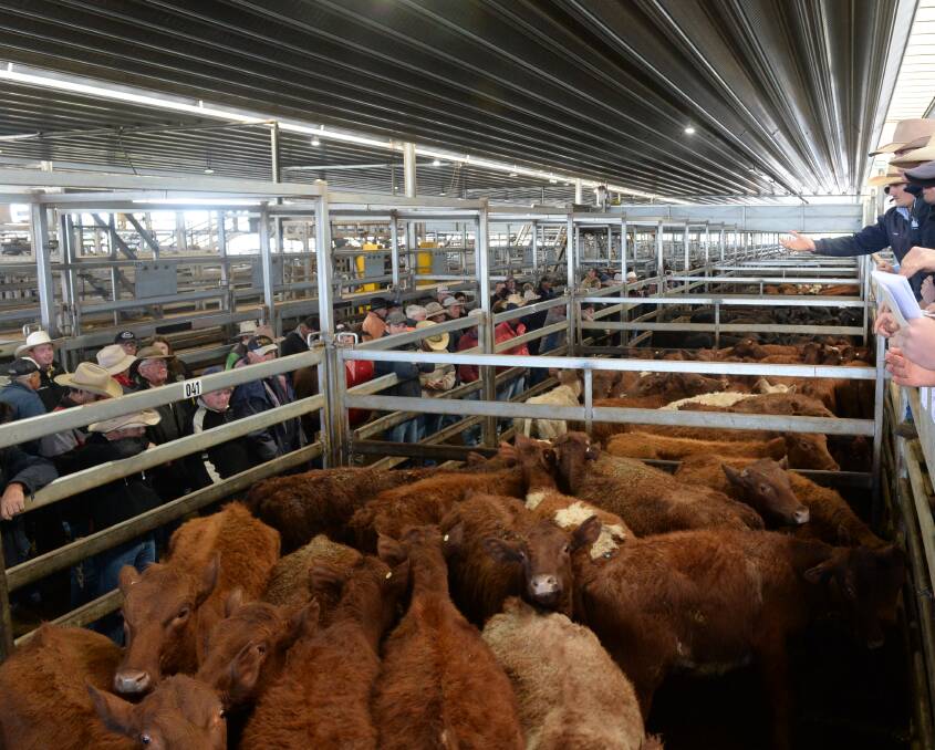 All the regular buyers were at the Carcoar prime sale on Tuesday. 