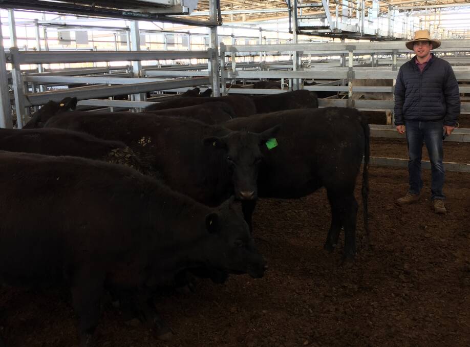 CL Squires and Company agent Will Claridge with 329kg Angus heifers sold by RW and SJ Taylor for 394.2c/kg (1298.04) at Inverell prime cattle sale on Tuesday. Photo: IRLX