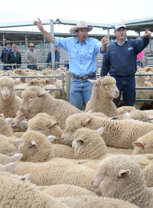 Kevin Miller, Whitty, Lennon and Company agents Luke Whitty and Matt Lennon, Forbes, selling lambs at the Forbes prime lamb sale on Tuesday. Photo by Rachael Webb