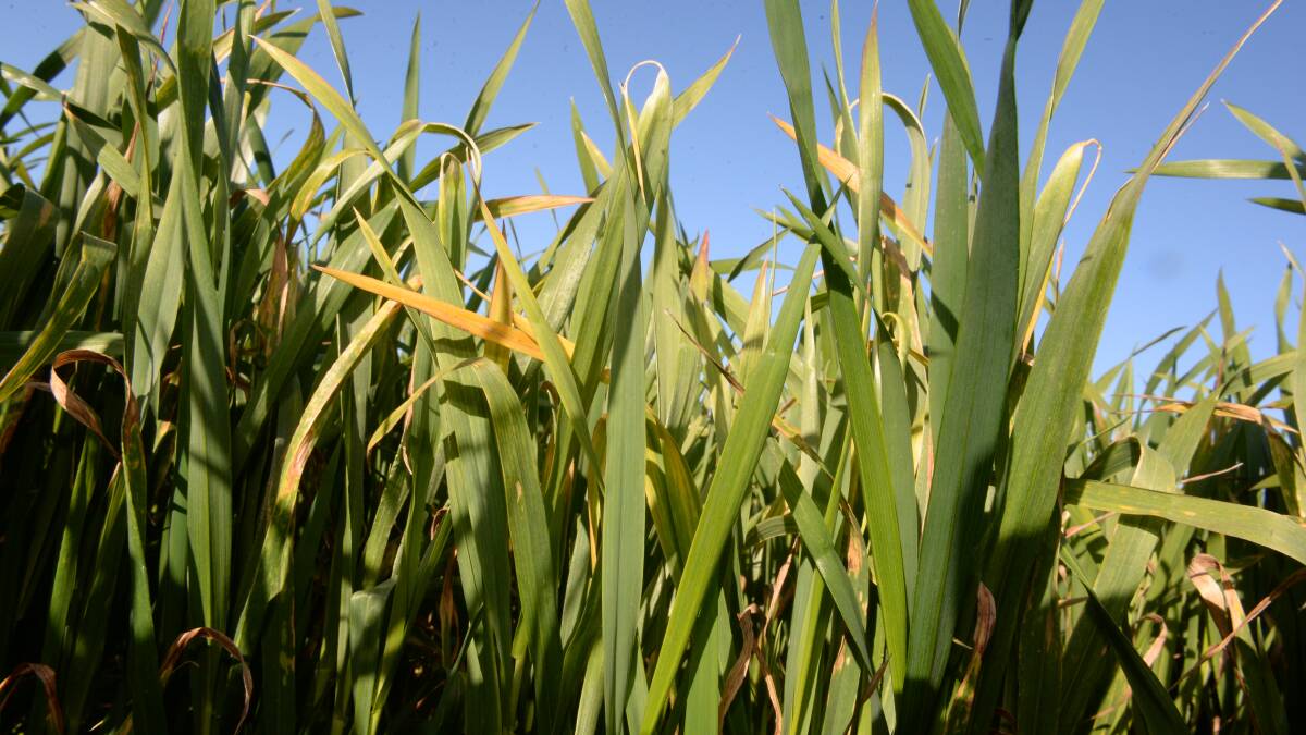 Grain Wrap | Frost damage hits pricing