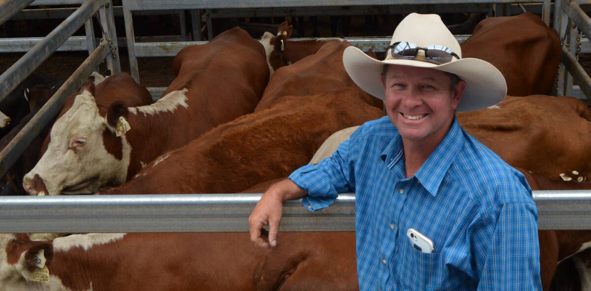 Michael Rapley, "Faversham", Merriwa, sold 100 cows with calves for $1750 at the Tamworth store sale last Friday.