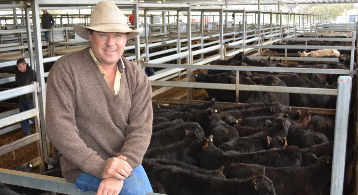 Ray White Emms Mooney principal Ben Emms with a line of 90 Angus cows with calves which topped at $2250 at Carcoar store sale last Friday.