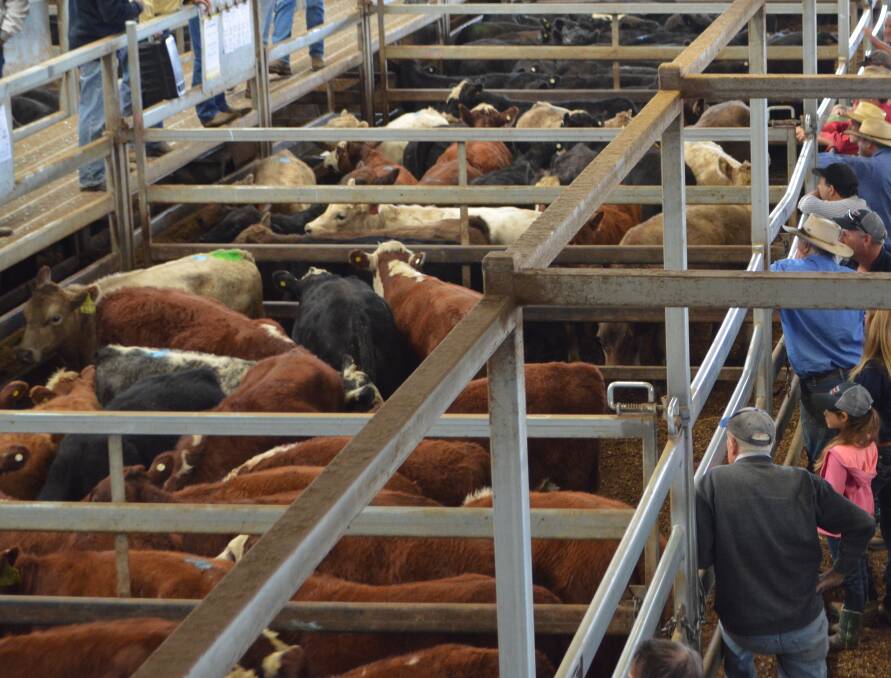 Young cattle price tumble