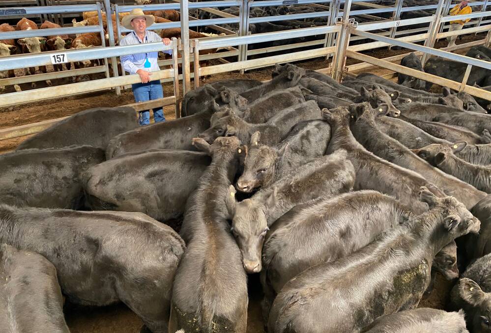 Taylor Meek, JJ Dresser and Company, Woodstock, with Robert Bowmans pen of weaner steers which made $1360 a head at the CTLX Carcoar Autumn Weaner sale on Friday.