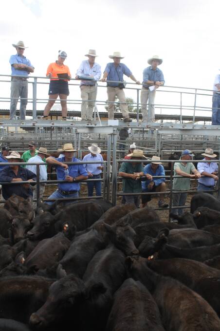 Some of the cattle sold through P.T. Lord, Dakin and Associates during the Dubbo store catttle sale last Friday. Photo by Rebecca Sharpe.