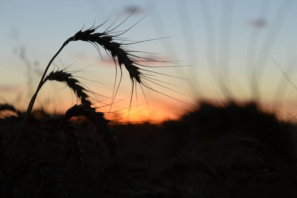 Grain Wrap | Yields swing around grower sentiments