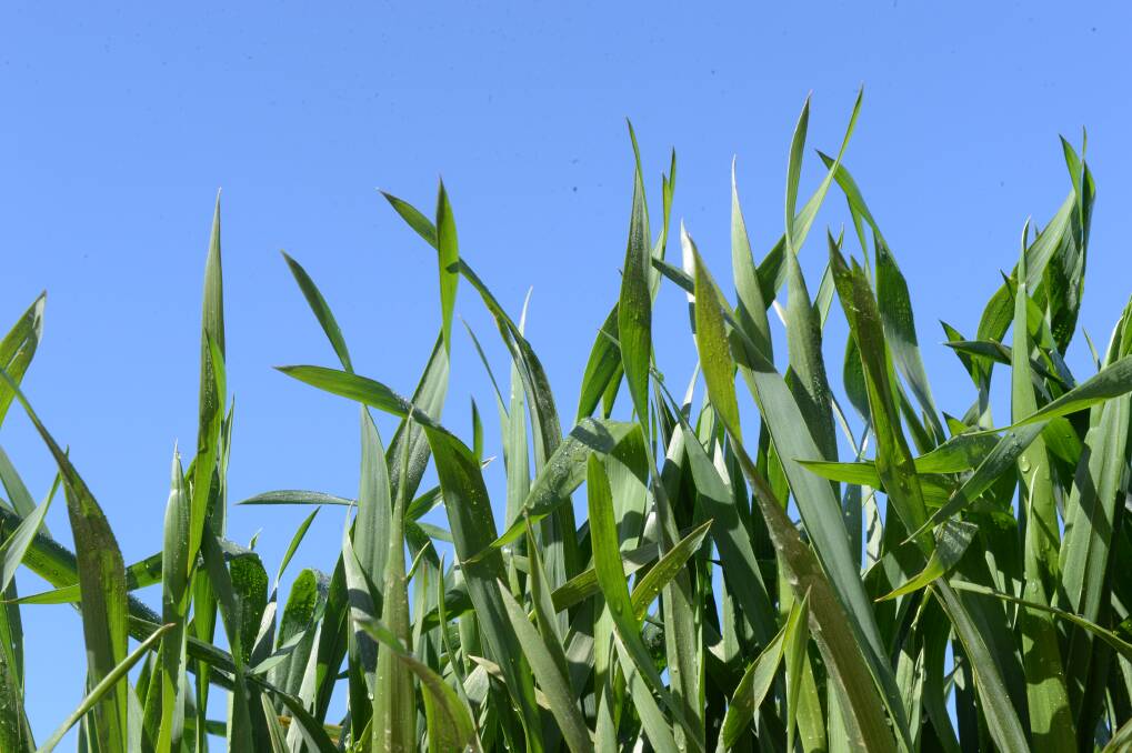 The rain has boosted yield prospects for farmers in the Southern Slopes, where they have enjoyed more consistent rainfall through the growing season. 