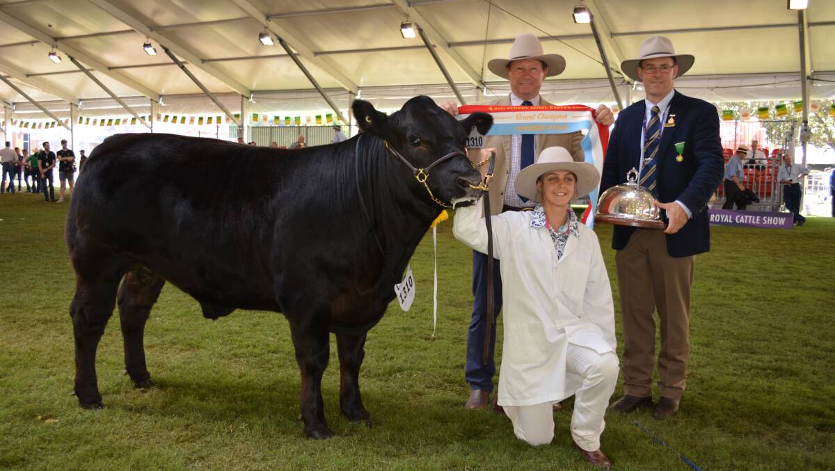 Grand champion open steer (exhibited by Brisbane Waters Secondary College, Umina, and Ben Toll, Sheraton Limousin stud, Dubbo) is sashed by the judge Greg Upton, Walcha, while Alastair Rayner, Tamworth, presents the trophy and Kynesha Stapleton, Umina, holds the steer.