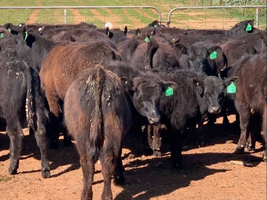 Seven- to eight-month-old Angus weaner steers hit a market high of 629.78c/kg during the FarmGate Auctions sale on Friday. 