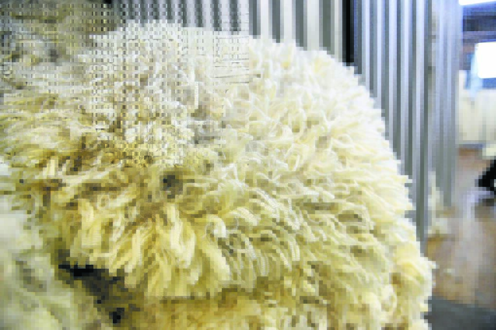 Wool market surges nearly 60c/kg