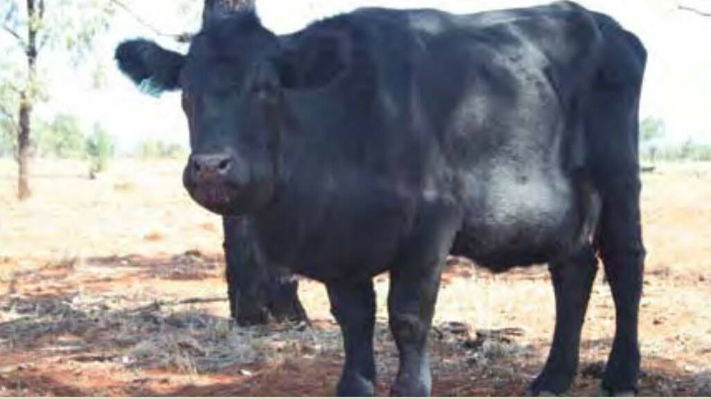 POISONOUS PLANT: A cow with severe pimelea poisoning, showing swelling of the jaw, neck, brisket and lower belly.