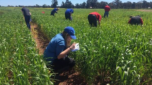 Action from the Australian Universities Crops Competition held in Temora, NSW, this week.