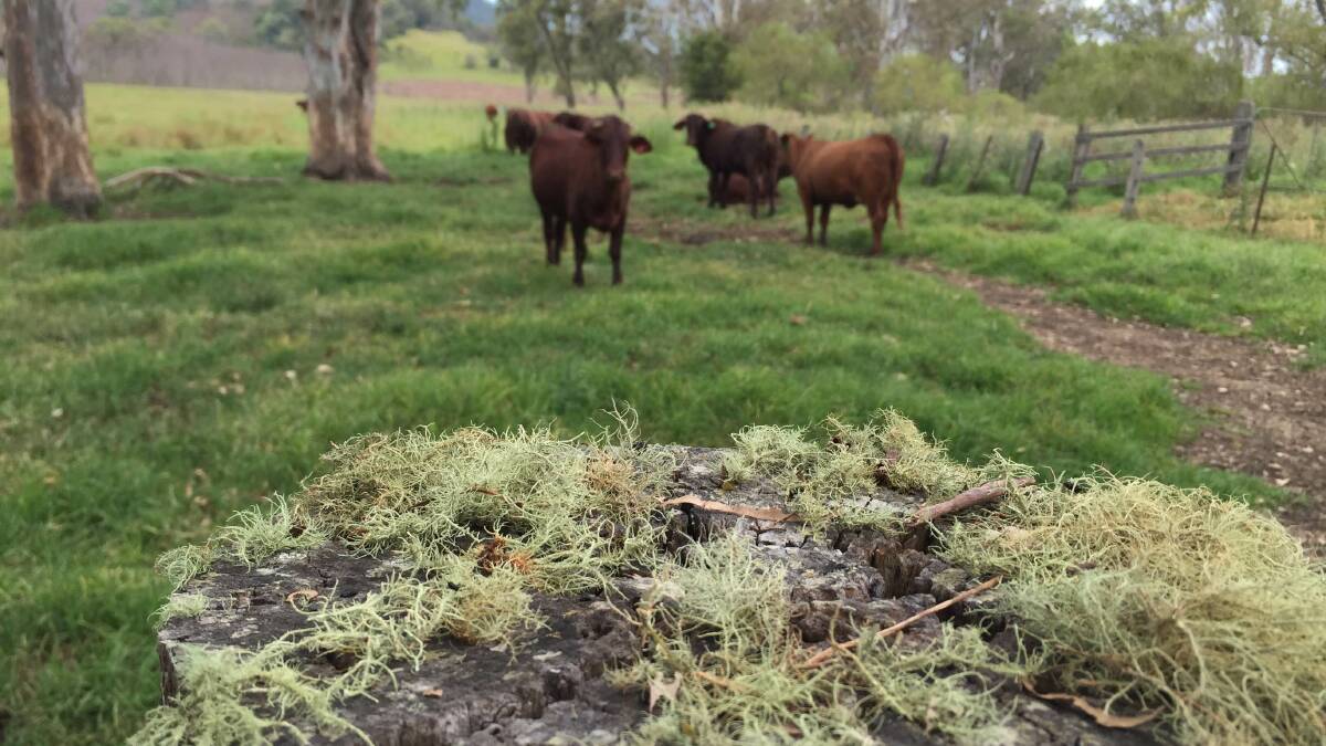Moss on the tops of fence posts at Tancredi, Woodenbong, the home of the Ideal Santa Gertrudis Stud.