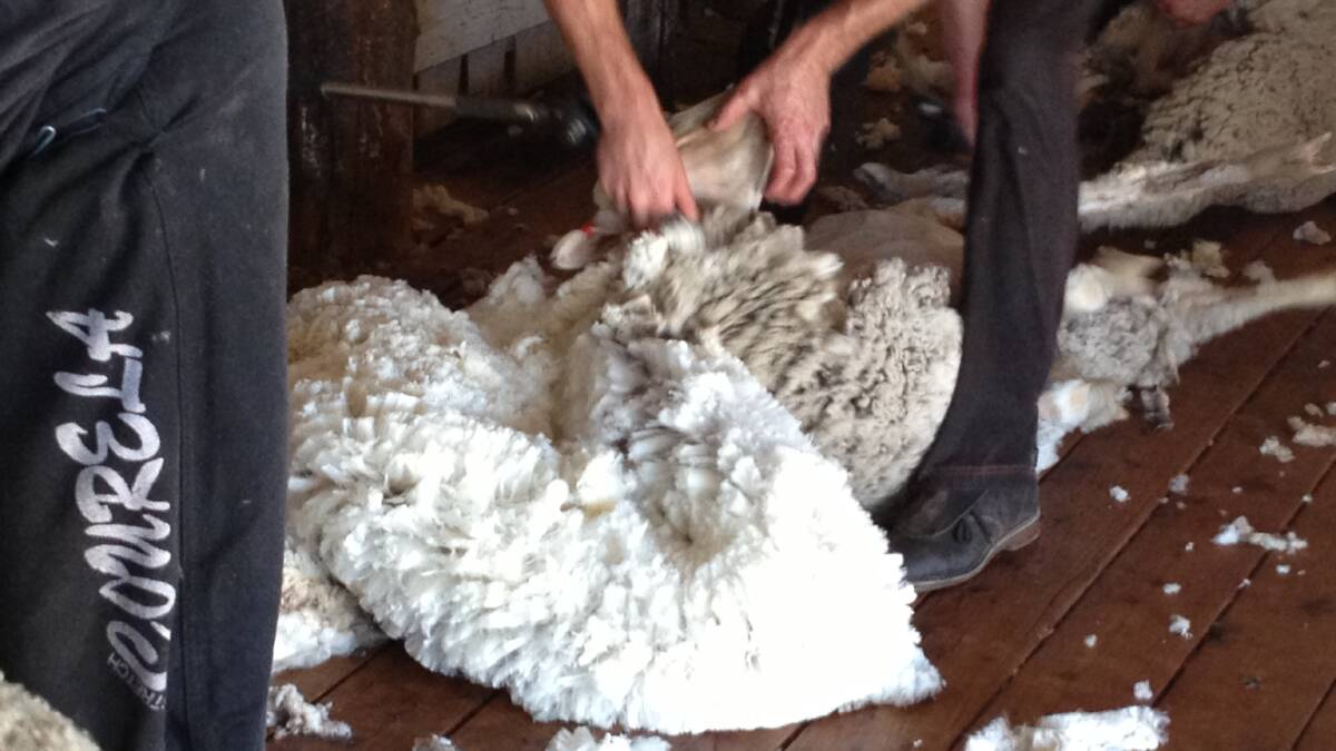 ON THE RISE: Wool climbed to 1546c despite a number of unexpected moves across the globe during the week. 