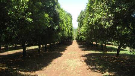 LISMORE MACADAMIAS: The 80 hectare farm has some 10,000 mature trees. 