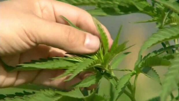 MEDICINAL CANNABIS: The federal government has granted the first licence to cultivate medicinal cannabis and conduct research on its medicinal use.