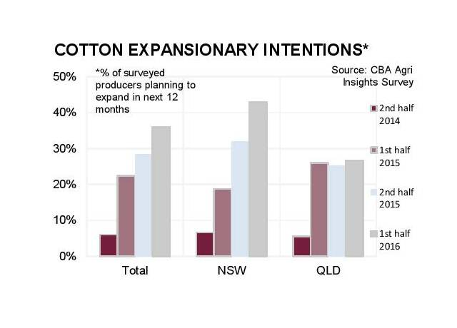 Why cotton is out of kilter | Graphs