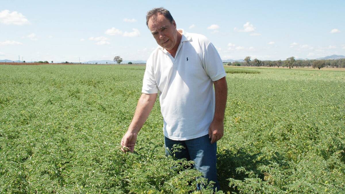 PHOSPHORUS: NSW DPI senior research agronomist Dr Andrew Verrell says understanding a crop’s P requirements is a critical first step in maximising crop yield potential and can deliver long-term benefits to the farming system. 