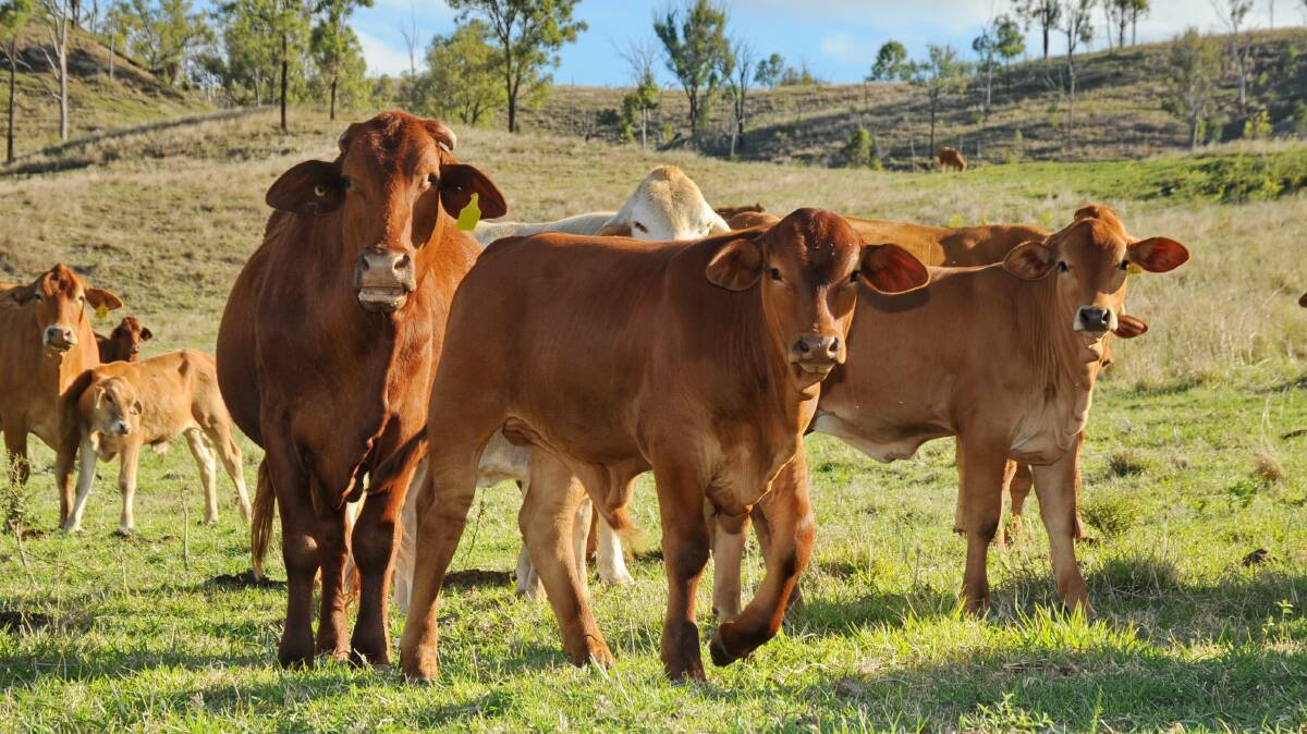 Maximising the genetic potential of calves is all about taking nutritional care of the cows.