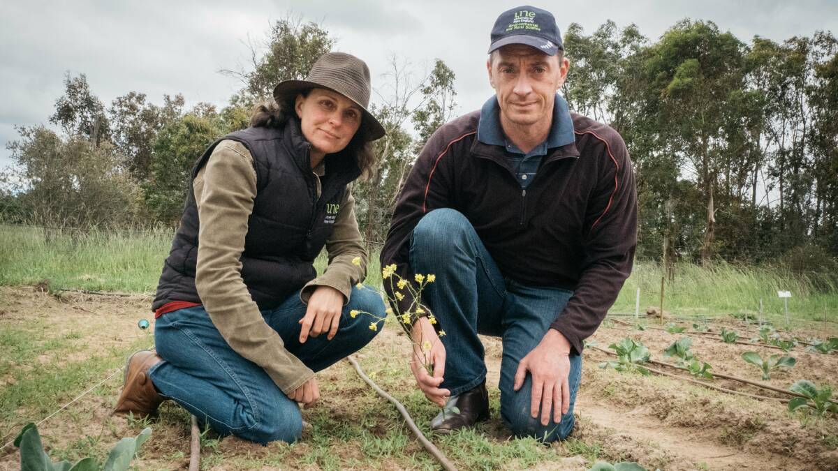 TARGETED: University of New England researchers Christine Fyfe and Michael Coleman will be driving a HIA-funded project into integrated weed management in vegetables.
