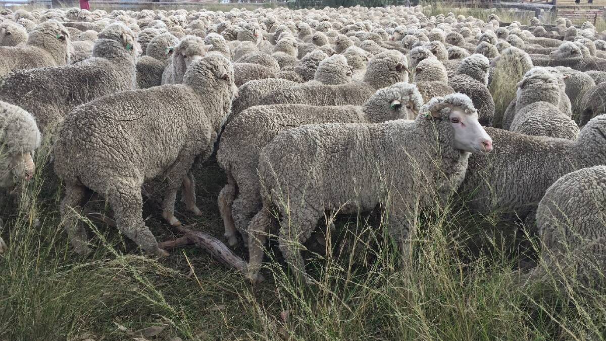 UNDER FIRE: Australian Wool Innovation has been ordered to provide written evidence that it is providing clear, regular and transparent communications to levy payers.