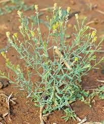 Western cattle producers have been warned about poisonous pimelea plants.