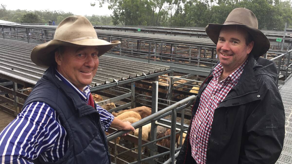 WET SALE: Darren Perkins, George and Fuhrmann, and Brodie Budd, Cooaga, Wandoan, checking out the 2000 Euro weaners on offer at Casino today.