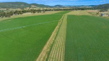 Molevale, a strategically located horticulture, fodder, and livestock operation, has sold at auction for $1.77 million. Picture supplied