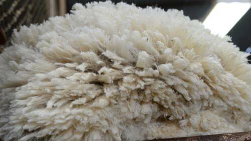 SPECTACULAR LIFT: The wool market opened with major gains for all Merino types this week. 